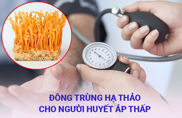 đông trùng hạ thảo cho người huyết áp thấp