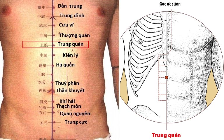 Huyệt có tác dụng rất lớn trong việc điều hòa chức năng hệ tiêu hóa