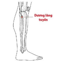 huyet-duong-lang-tuyen (1)