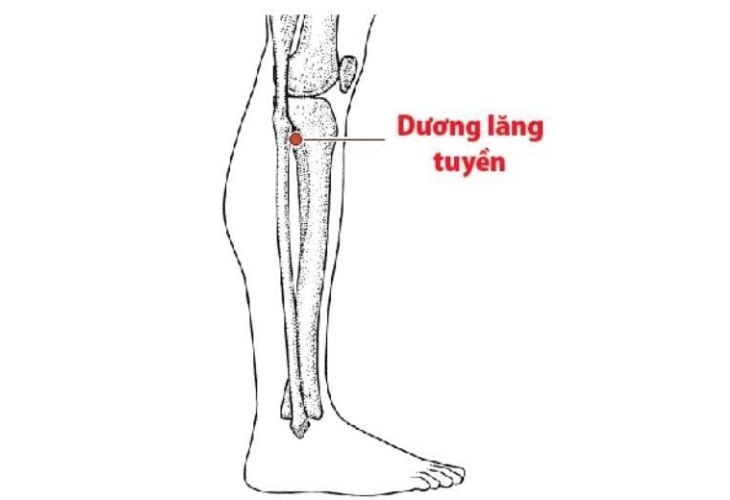 huyet-duong-lang-tuyen (1)