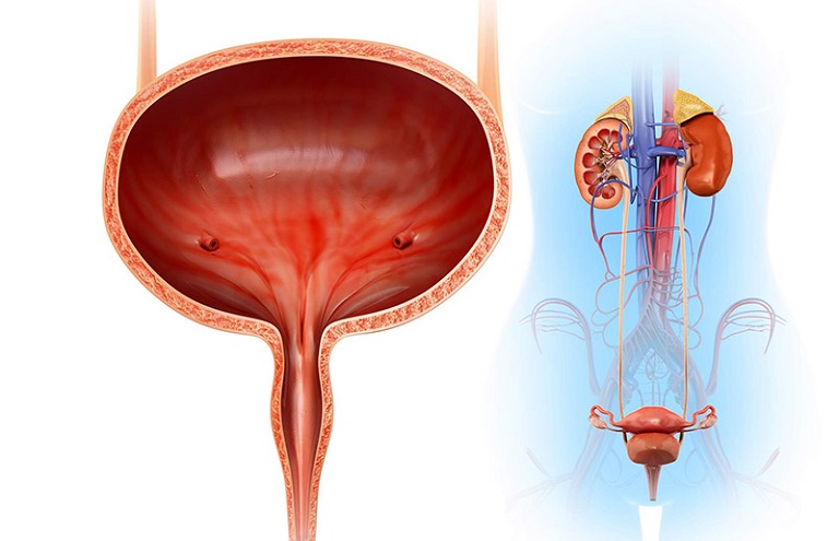 Tác động vào huyệt đạo này giúp dưỡng âm và hỗ trợ hệ tiết niệu, sinh dục 