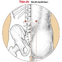 Huyệt Thận Du: Xác Định Vị Trí, Lợi Ích Và Cách Tác Động Huyệt